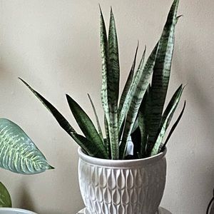 Meet your Posher, Yetta